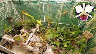 A couple of weeks ago I discovered my light levels were actually fairly low for my largest grow tent. So I added 200 watts of LED light and the results are 'brilliant'!

Plants shown in this video:
00:20 Zygopetalum maculatum
00:54 Nepenthes (rajah × edwardsiana)
01:32 Brassia Edvah Loo 'Nishida' AM/AOS
02:27 Cattleya trianae 'Cashen's' FCC/AOS
02:40 Cattleya Hardyana
02:55 Cattleya dowiana rosita
03:10 Cattleya labiata
05:48 Phalaenopsis philippinensis
06:00 Vanda falcata 'Hakusan' AM/AOS
06:18 Cycnoches Bronze Vixen
06:28 Cycnoches warzsewiczii 'Fortuna' AM/AOS
07:03 Clowesia Rebecca Northen 'Aurora'
07:24 Clowesia Rebecca Northen 'Mikabi' AM/AOS
07:44 Clowesia Rebecca Northen 'Grapefruit Pink'
08:02 Cattleya rex
08:13 Cattleya trianae 'Cashen's' FCC/AOS