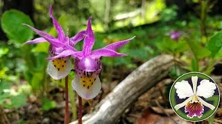 I recorded some interesting floral finds while hiking around Golden Gate State Park, hunting for the wonderful Calypso bulbosa!* Then I painstakingly researched all the names to make the video a little more complete...which was actually kind of fun. Talk about a rabbit hole! Enjoy!
*PSA: As you've probably already heard a million times, never dig up native plants and wildflowers...it's often illegal and they are very likely to die!