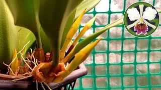 So many plants in bloom or spike!
01:22 Masd. Machu Picchu
04:24 Cattleya maxima
04:45 Cycnoches cooperi 'Bronze'
05:18 Cycnoches cooperi 'Copper'
05:07 Cycnoches Fire Embers
05:52 Cycnoches Bronze Vixen
07:25 Bulbophyllum lepidum
07:51 Bulbophyllum Lovely Elizabeth
08:44 Bulbophyllum catenulatum
06:08 Bulbophyllum medusae 'Miami'
06:53 Bulbophyllum medusae album
08:07 Phalaenopsis philippinensis
08:35 Pinguicula Snow Angel
08:27 Pinguicula cyclosecta
09:02 Vanda falcata
09:23 Bulbophyllum rothschildianum
10:46 Clowesias
12:39 Cattleya dowiana rosita