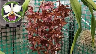 Plants featured in this video:
00:17 Cycnoches Nebula
00:49 Cycnoches cooperi 'Bronze'
01:27 Cycnoches Fire Embers 'Patience' AM-CCM/AOS
01:40 Cycnoches cooperi 'Copper'
02:01 Cycnoches Bronze Vixen
02:29 Cycnoches warszewiczii
02:57 Bulbophyllum medusae f. album
03:17 Rhyncholaelia Aristocrat
03:39 Clowesia Rebecca Northen 'Aurora'
05:11 Phalaenopsis philippinensis
05:32 Bulbophyllum rothschildianum 'Red Chimney' FCC/AOS
06:36 Bulbophyllum echinolabium 'HAL'
07:09 Bulbophyllum medusae 'Miami'
07:24 Bulbophyllum lepidum
08:06 Bulbophyllum echinolabium seedling
10:11 Miltoniopsis Lillian Nakamoto
10:29 Cuitlauzina pulchella
10:54 Brassias
11:15 Bulbophyllum croceum
12:37 Nottara Lucy's Sassafras 'Whitie Tightie' FCC/AOS × self
13:03 Pinguicula 'Pirouette' 
13:18 Zygopetalum maculatum
13:58 Masdevallia Machu Picchu 'Crownpoint' AM/AOS
14:28 Nepenthes
