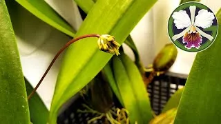 Bulbophyllum lepidum and echinolabium both with spikes
Clowesia, Mormodia, and Cycnoches are growing rapidly
Cattleya are growing vigorously
Clivia miniata has a flower scape emerging from the crown
Big white Phalaenopsis is pushing a new spike