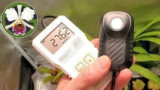Check out these sources for info on plant light levels:
Dustin Miller's site Here...But Not (https://herebutnot.com/light-recommendations-ppfd-par-for-orchids-and-houseplants/)
Drew Martinez at Carnivero (https://www.carnivero.com/pages/grow-light-ppfd-recommendations)
Plants featured in this video:
01:55 Zygopetalum maculatum ssp. maculatum in spike
02:49, 08:16 Pinguicula moranensis in flower
07:34 Bulbophyllum Lovely Elizabeth, lepidum
07:50 Nepenthes eustachya repotted into a gallon jug
08:24 Pinguicula cyclosecta entering dormancy
08:35 Clowesia Rebecca Northen 'Grapefruit Pink' spikes emerging
08:51 Clowesia Rebecca Northen 'Aurora' with a few buds still to bloom out
09:06 Clowesia Rebecca Northen 'Mikabi' sadly dropping all its buds
09:35 Cattleya rex seedlings
10:32 Cycnoches warszewiczii 'Fortuna' with two spike bumps
11:07 Cattleya trianae 'Cashen's' with tiny buds pushing out
11:26 Cattleya trianae 'A. C. Burrage' still growing, not bloom size yet
13:28 Vanda falcata 'Hakusan' with a late-season spike
