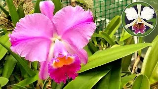 Plants featured in this video:
00:17 Cycnoches Fire Embers 'Patience' AM-CCM/AOS
00:43 Phalaenopsis philippinensis
00:57 Vanda falcata 'Hakusan' AM/AOS
01:14 Pinguicula moranensis, cyclosecta, 'Snow Angel', esseriana, 'Pirouette'
01:28 Clowesia Rebecca Northen 'Aurora'
01:37 Clowesia Rebecca Northen 'Grapefruit Pink' CCM/AOS
2:02 Cycnoches Bronze Vixen
02:10 Cycnoches warszewiczii
20:20 Cattleya trianae 'Cashen's' FCC/AOS (mericlone)
03:00 Tillandsia ionantha (?)
04:03 Zygopetalum maculatum ssp. maculatum
04:24 Pinguicula moranensis, 'Pirouette'
04:40 Brassia Edvah Loo 'Nishida' AM/AOS
04:49 Brassia verrucosa seedlings
05:11 Nepenthes (rajah × edwardsiana), (rajah × villosa), [bongso × (densiflora × robcantleyi)]