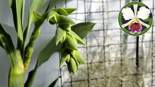 Cycnoches season is well underway with three plants in bud, and the Clowesias are starting to spike as well.