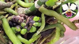 I'm seeing unpleasant things from some of my plants. Won't be using that insecticidal soap until the Catasetinae are fully leafed out in the future! And I really need to have a close look at all my Cattleyas, especially the rexes. There is some real weirdness happening and it might be time to throw some of them out.
