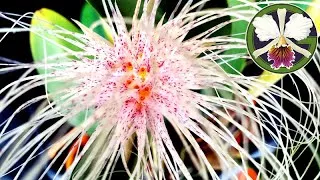You can see the following plants in this week's video:
0:22 Cycnoches Nebula
0:35 Cycnoches cooperi 'Bronze'
0:51 Cycnoches Fire Embers 'Patience' AM/AOS
1:28 Cycnoches cooperi 'Copper'
2:46 Cycnoches Bronze Vixen
3:05 Bulbophyllum medusae 'Miami'
3:48 Bulbophyllum medusae forma album
4:05 Bulbophyllum lepidum
4:36 Bulbophyllum Lovely Elizabeth
5:28 Vanda falcata 'Hakusan' AM/AOS
6:03 Phalaenopsis philippinensis
7:48 Masdevallia Machu Picchu 'Crownpoint' AM/AOS
7:58 Cuitlauzina pulchella
8:34 Brassia Auntie Diana Aki
8:56 Brassia Edvah Loo 'Nishida' AM/AOS
9:14 Nepenthes (rajah × edwardsiana)
9:19 Nepenthes × kinabaluensis (rajah × villosa)
9:25 Zygopetalum maculatum
10:13 Cucurbita maxima 'Lumina'