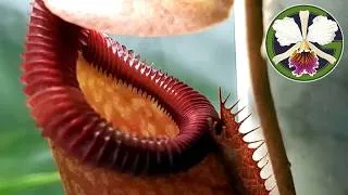 Plants featured in this video:
00:00 Zygopetalum maculatum
00:38 Nepenthes (rajah × edwardsiana)
01:22 Nepenthes (rajah × villosa)
02:39 Cattleya Hardyana
03:58 Cattleya trianae 'Cashen's' FCC/AOS
04:34 Paphiopedilum rothschildianum
05:50 Cycnoches warszewiczii 'Fortuna' AM/AOS
06:15 Cycnoches Fire Embers 'Patience' AM/AOS
06:32 Cycnoches Bronze Vixen
06:47 Clowesia Rebecca Northen 'Aurora'
07:07 Clowesia Rebecca Northen 'Grapefruit Pink
07:50 Cattleya rex hybrid flasks
08:41 Phalaenopsis philippinensis
09:07 Bulbophyllum echinolabium 'HAL'
09:28 Angraecum leonis
09:58 Pinguicula moranensis
10:12 Amesiella philippinensis
10:45 Vanda falcata 'Hakusan' AM/AOS
11:22 Vanilla planifolia
11:51 Cycnoches cooperi
