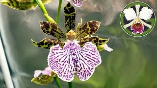 Plants featured in this video:
00:00 Zygopetalum maculatum syn. mackayi
03:35 Pinguicula 'Pirouette' and moranensis
04:15 Nepenthes (rajah × edwardsiana), [bongso × (densiflora × robcantleyi)], (rajah × villosa) and fertilizer discussion
08:19 Phalaenopsis philippinensis
08:30 Cycnoches Fire Embers 'Patience' AM-CCM/AOS
09:00 Vanda falcata 'Hakusan' AM/AOS
09:22 Pinguicula moranansis
09:30 Pinguicula 'Snow Angel', esseriana
10:06 Nepenthes eustachya
10:45 Pinguicula cyclosecta
11:10 Clowesia Rebecca Northen 'Aurora'
11:35 Clowesia Rebecca Northen 'Grapefruit Pink'
12:17 Clowesia Rebecca Northen 'Mikabi' AM/AOS
13:59 Cattleya labiata semi-alba
15:08 Cattleya rex seedlings
16:06 Cattleya Hardyana
16:22 Cattleya dowiana rosita
16:52 Cycnoches Bronze Vixen with some spike weirdness
17:22 Cycnoches warszewiczii 'Fortuna' AM/AOS
17:40 Cattleya trianae 'Cashen's' FCC/AOS
19:09 Tillandsia ionantha (?) blushing and ready to bloom