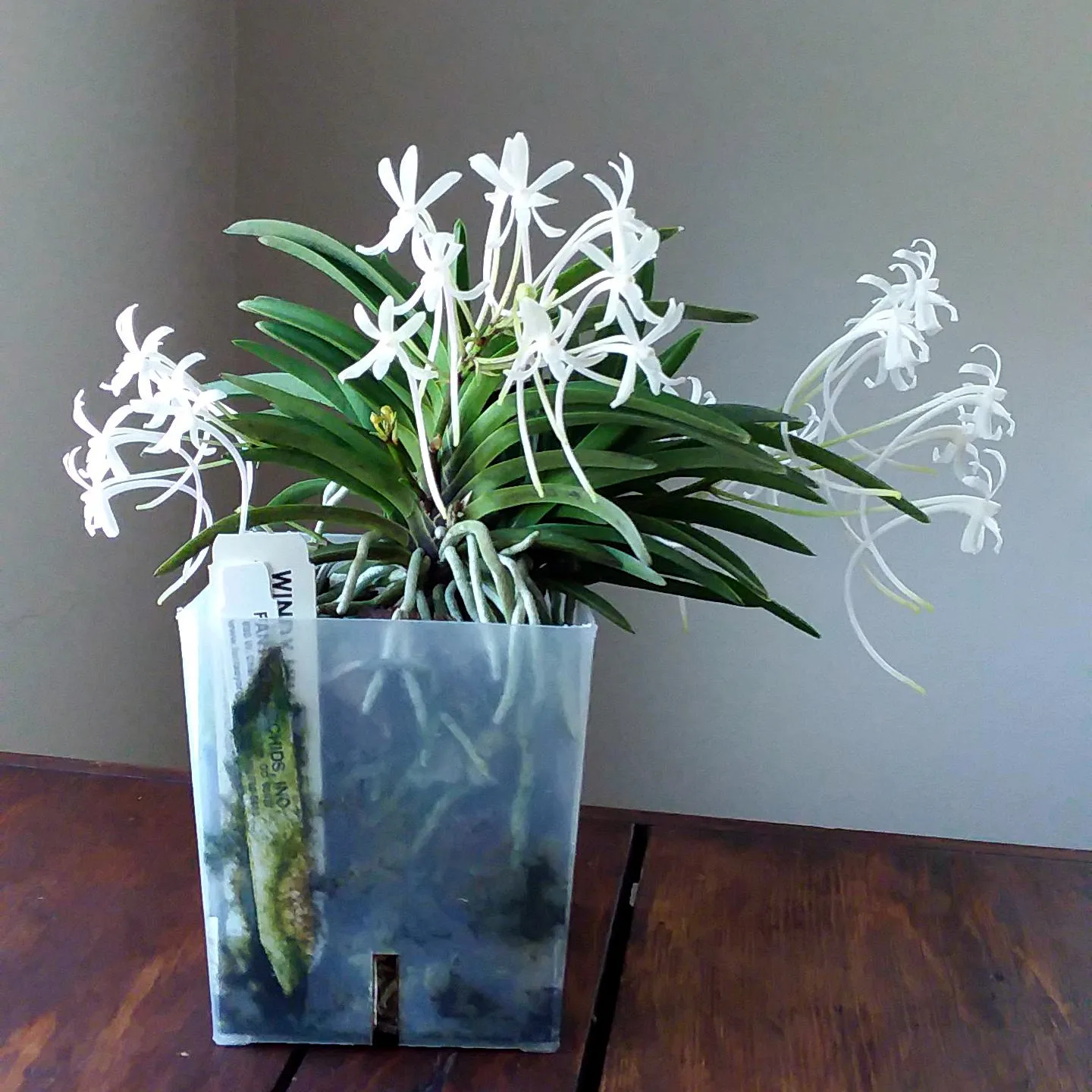 Photo of white Vanda orchid